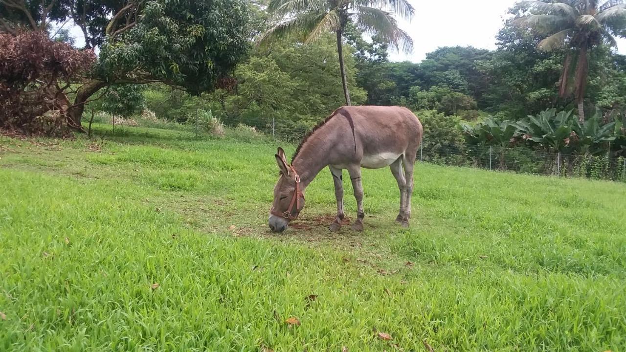 Island Goode'S - Luxury Adult Only Accommodation Near Hilo Papaikou Exteriör bild
