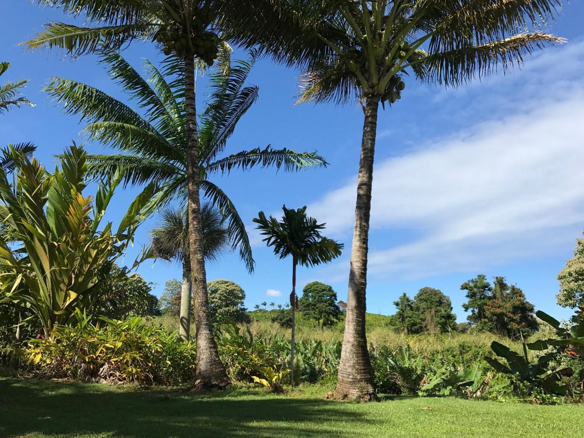 Island Goode'S - Luxury Adult Only Accommodation Near Hilo Papaikou Exteriör bild