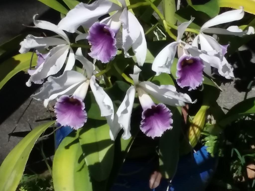 Island Goode'S - Luxury Adult Only Accommodation Near Hilo Papaikou Exteriör bild