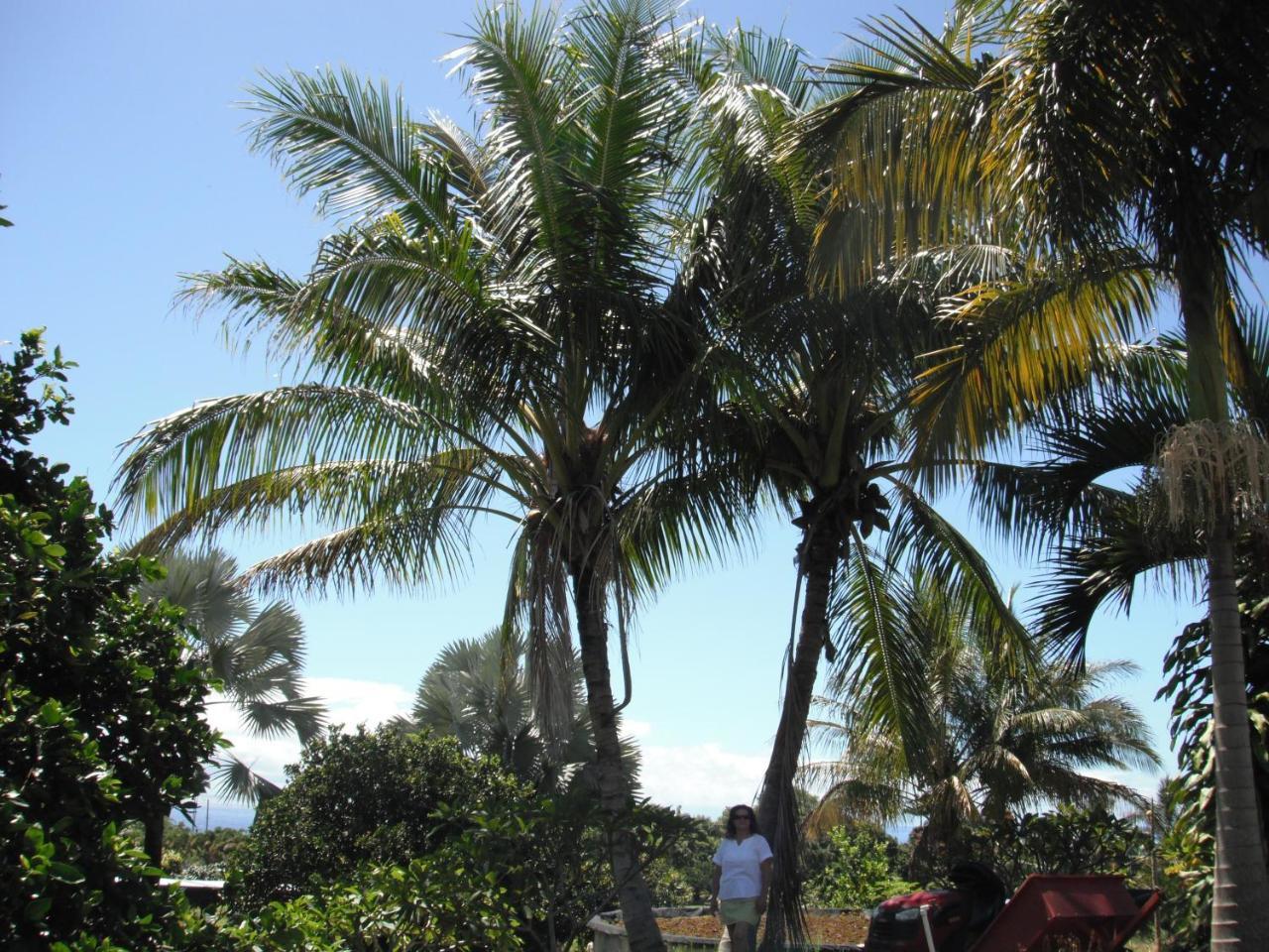 Island Goode'S - Luxury Adult Only Accommodation Near Hilo Papaikou Exteriör bild