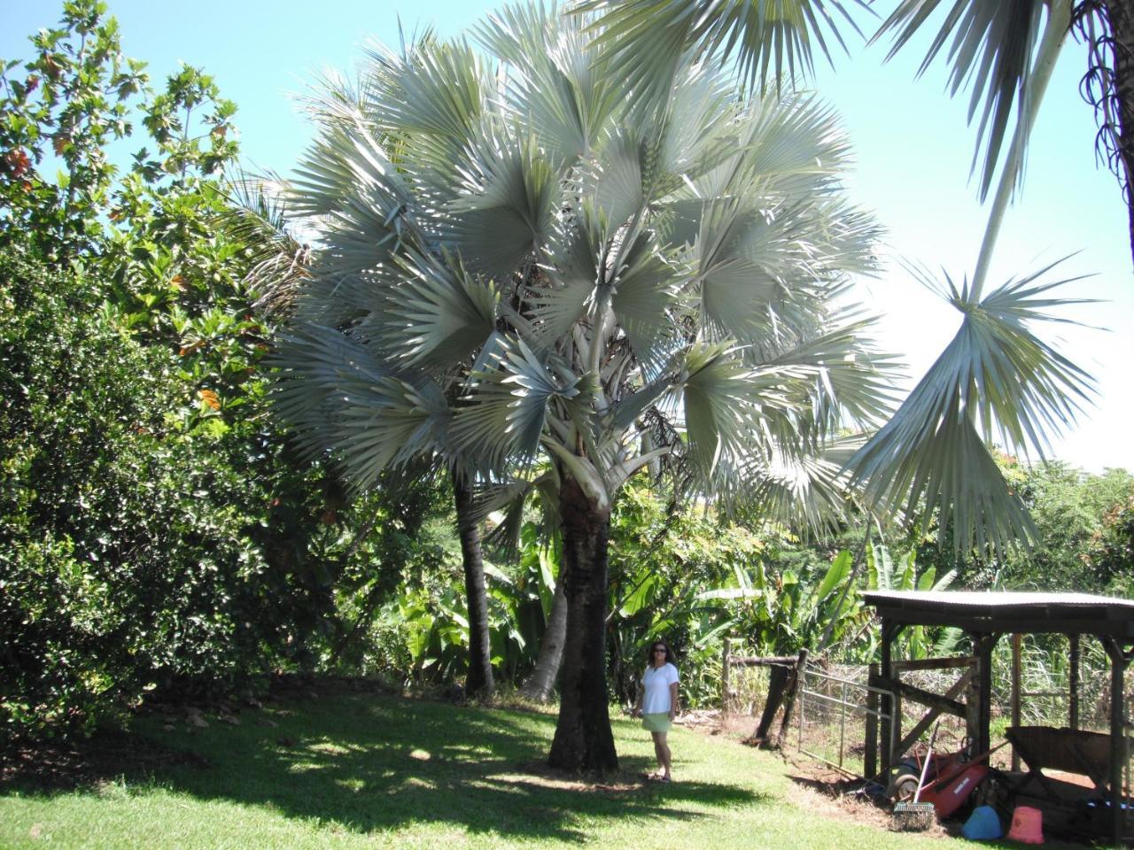 Island Goode'S - Luxury Adult Only Accommodation Near Hilo Papaikou Exteriör bild